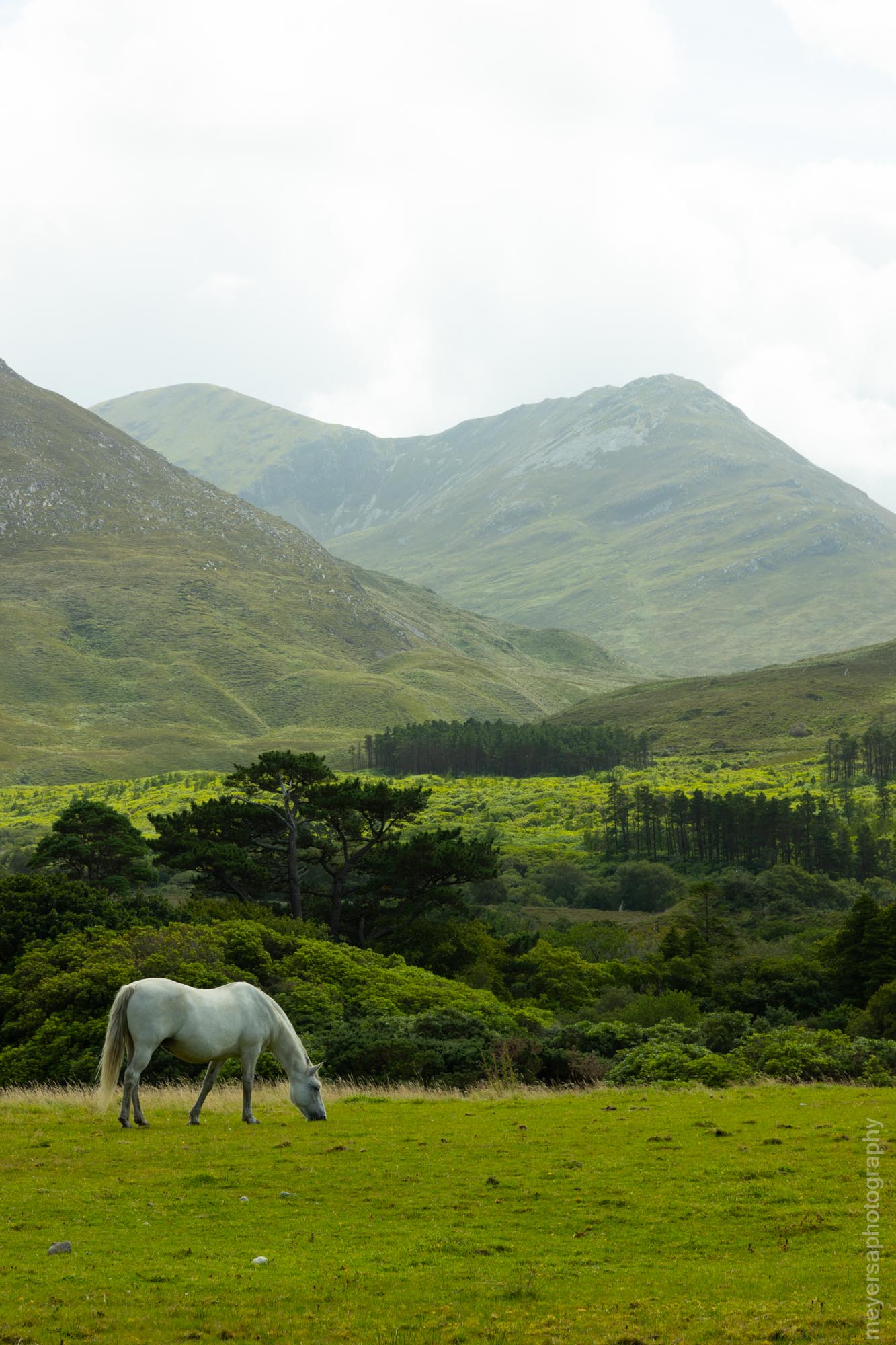 Horse grazing at Kylemore Abbey