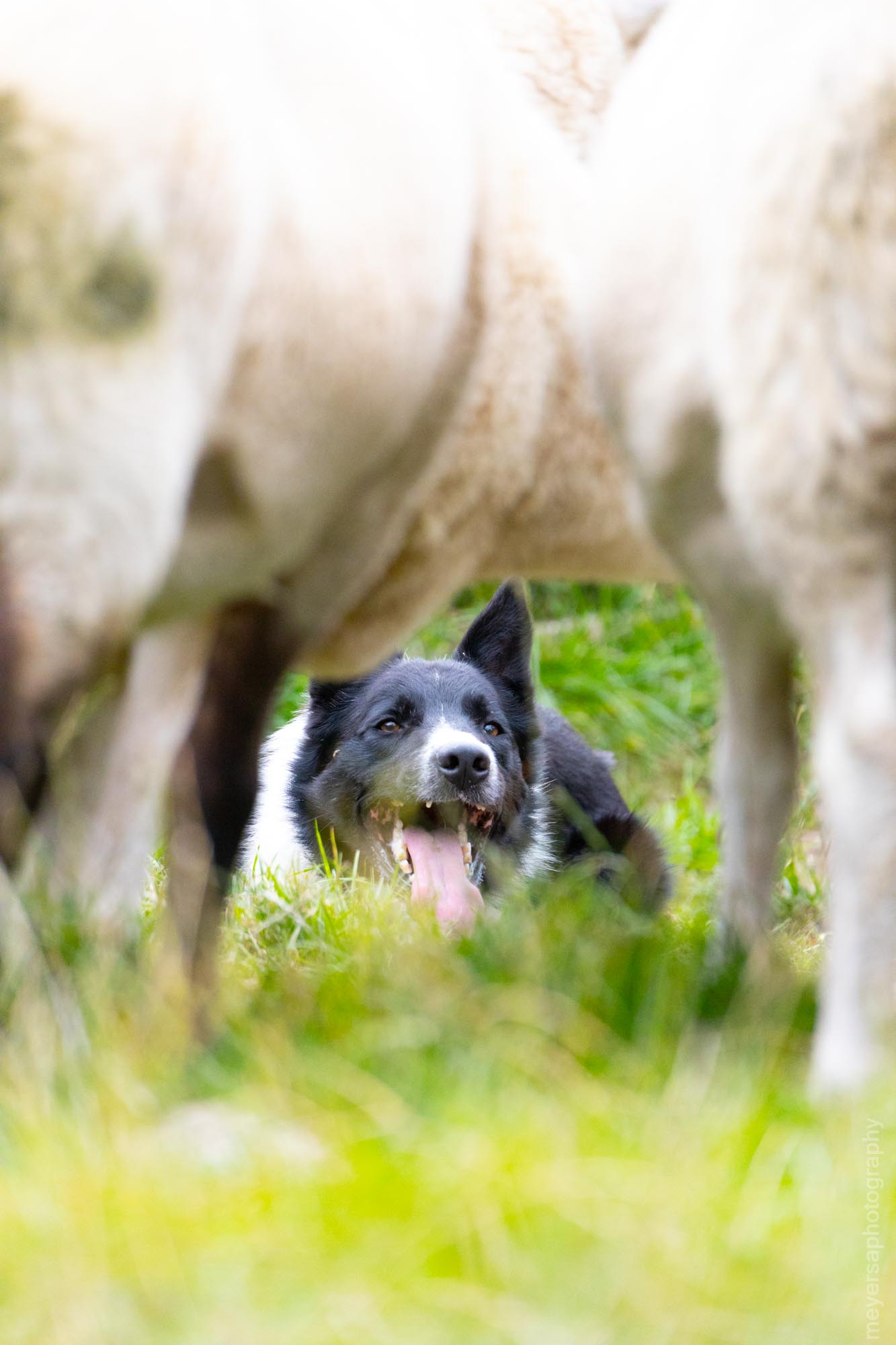 Sheepdog intimidating sheep in Wicklow